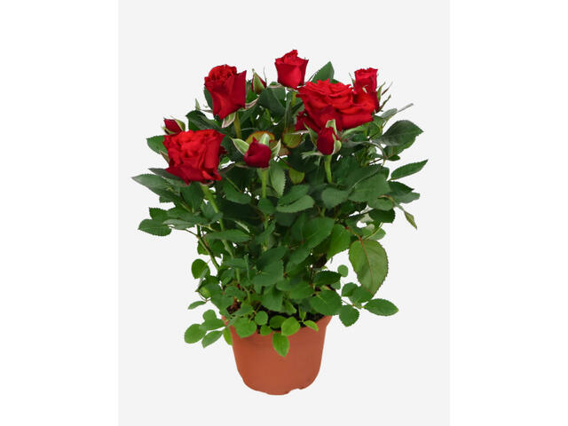 ROSA BLUE STAR D10.5CM H25CM