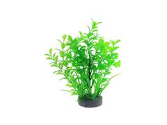 Planta decorativa pentru acvariu Micranthemum 19 cm