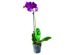 Phalaenopsis 1 Stem D12/H50-70