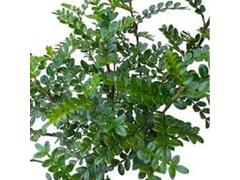 Verdeata pentru Buchet