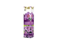 Arbusti ornamentali HIBISCUS Premium