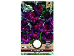 Bulbi de gladiole 12-14 cm
