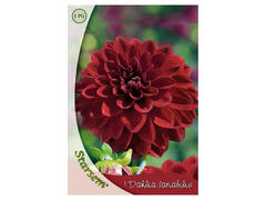 Bulbi Dalia Arabian Night I