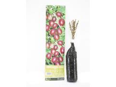 Arbust fructifer - Agris/ Josta