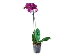 Orhidee 1 Stem D12/H50-70