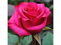 Trandafir Fucsia