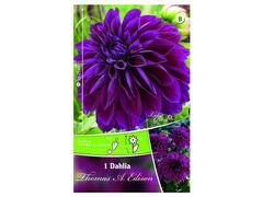 Bulbi de dalie inalta