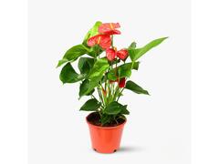 Anthurium