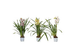 Planta in ghiveci Cymbidium orchidiva mix, 70-90cm