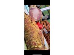 Ceafa Mangalita Afumata