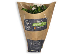 CORIANDRU GHIVECI CRF RO