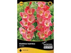 Seminte Gladiolus Gerona