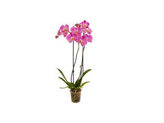 Phalaenopsis 2 Stem D12/H50-70