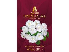 Begonia Superba White (Rc)
