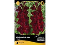 Seminte Gladiolus Black Star