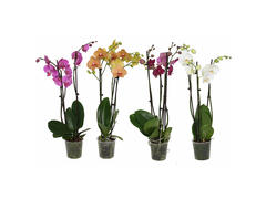 Mix Phalaenopsis cu 3 tulpini, 50 - 70 cm