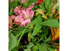Alstroemeria