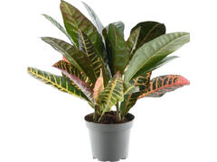 More Lips croton ghiv.12cm