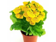 Calceolaria