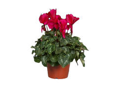 FLOARE CYCLAMEN GHIVECI 12-14CM