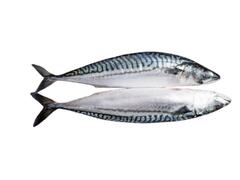 Copanex Macrou intreg 300-500 kg