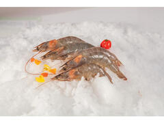 CREVETI CRUZI 40/50 200