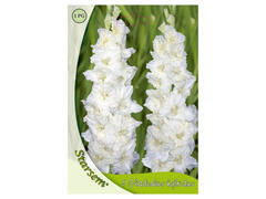 Bulbi Gladiole Alb