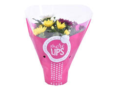 More Lips crizantema ghiv.12cm