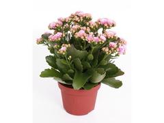 KALANCHOE CALANDIVA D12/H25-30