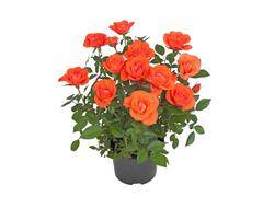 Trandafir ghiveci 10.5 cm