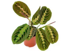 Maranta "Planta care se roaga"