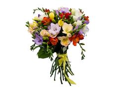 Buchet 25 frezii multicolore