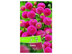 Bulbi de dalie medie tip pompon