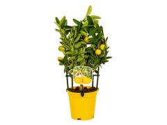 # Citrus Limon Ghiveci 7L