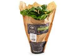 Busuioc ghiveci per bucata