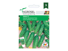 Seminte Castraveti Odette F1 - 20 seminte