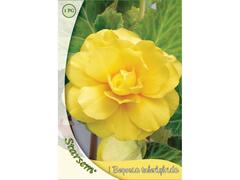 Begonia Galben