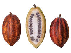 Fructe de cacao per 100g