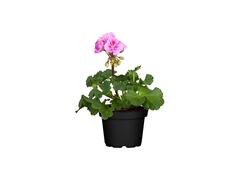 PELARGONIUM ZONALE 10 5 CM