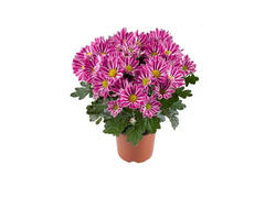 Chrysantheum  Mix D12/ H25 -30