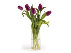 Buchet de lalele 7 fire