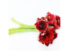 Buchet 3 fire Amaryllis