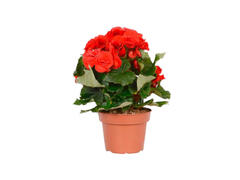 BEGONIE MIX D14 / H 30