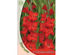 Gladiole Rosu