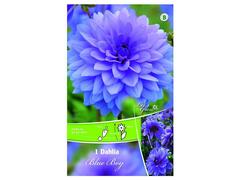 Bulbi de dalie medie-inalta