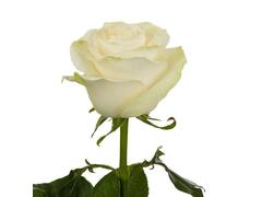 Trandafir alb