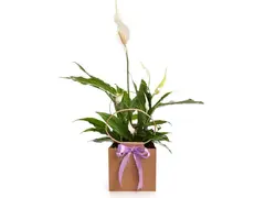 Crinul Păcii (Spathiphyllum) în pungă cadou MAG-8438