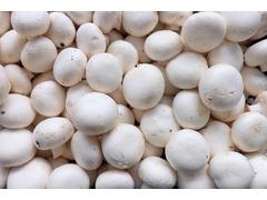 CIUPERCI CHAMPIGNON CAL I RO