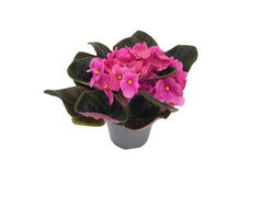 SAINTPAULIA MIX NOU D12CMH20CM