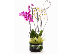 Aranjament cu orhidee Phalaenopsis  MAG-5254